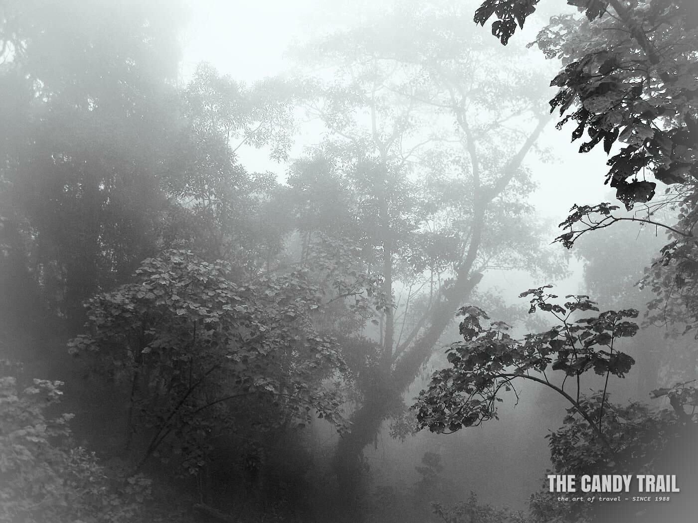 Misty rainforest hiking to Laguna de Chicabal.