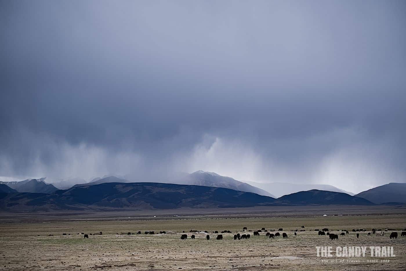 storm over yaks tibetan sichuan china