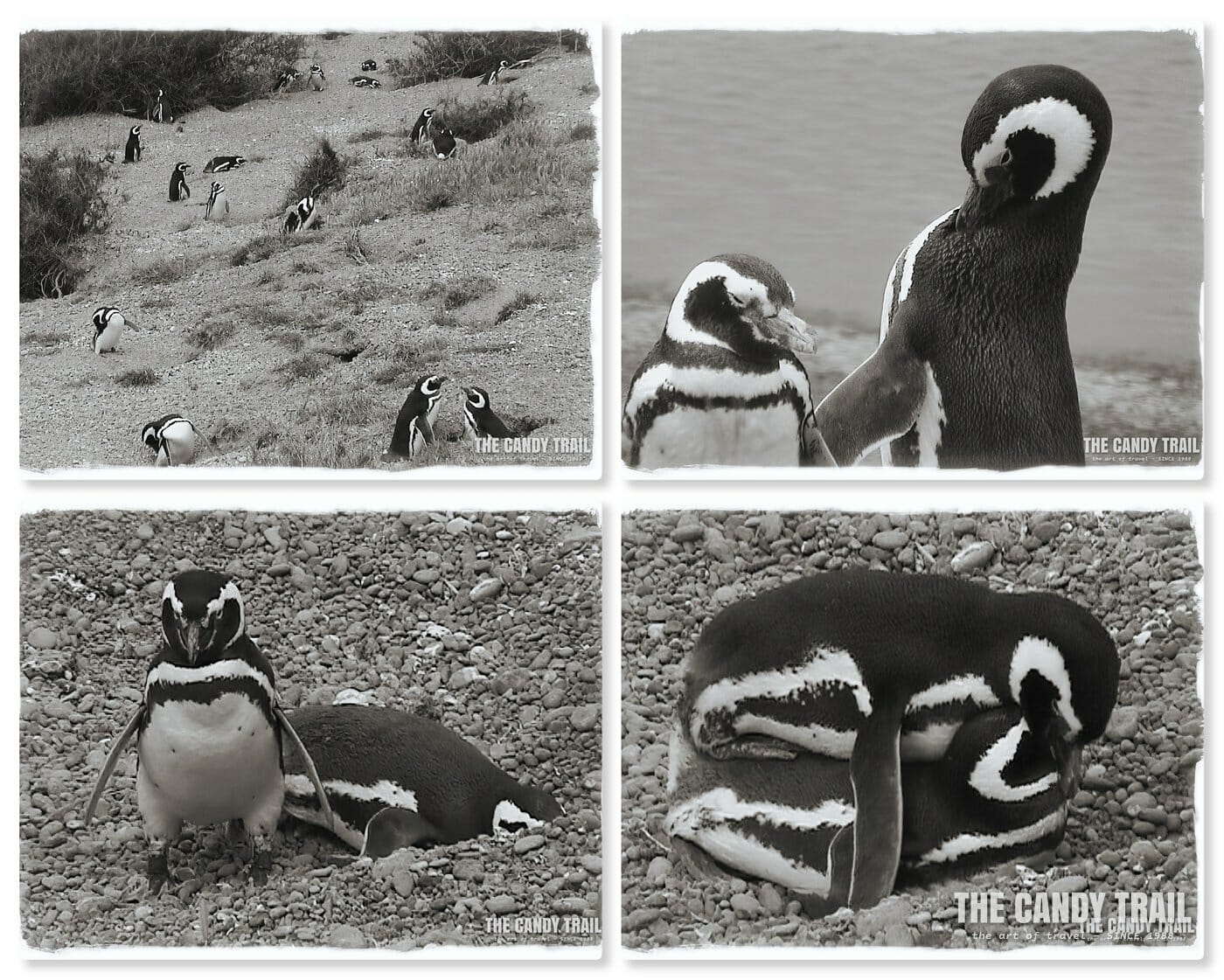 penguin collage valdes peninsula argentina