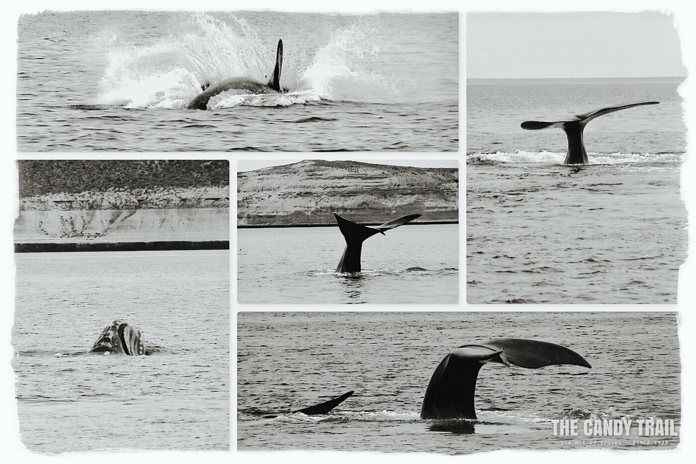 whale collage valdes peninsula argentina