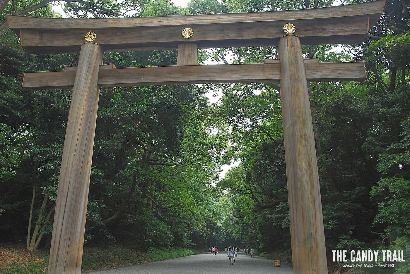torii gate meiji shrine tokyo japan