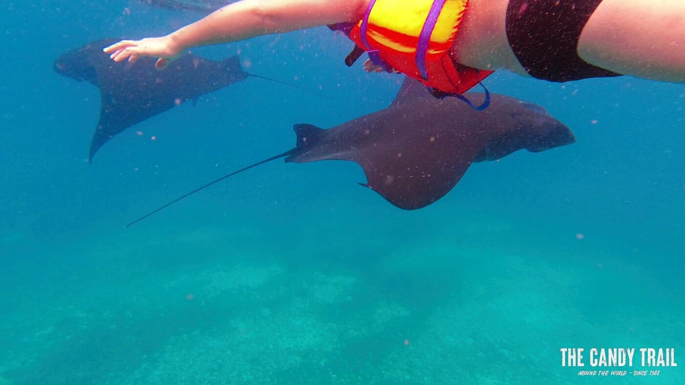 Swimming with manta rays in the seas around Komodo Island of Indonesia